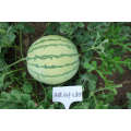 Densuke  round  vegetable watermelon seeds